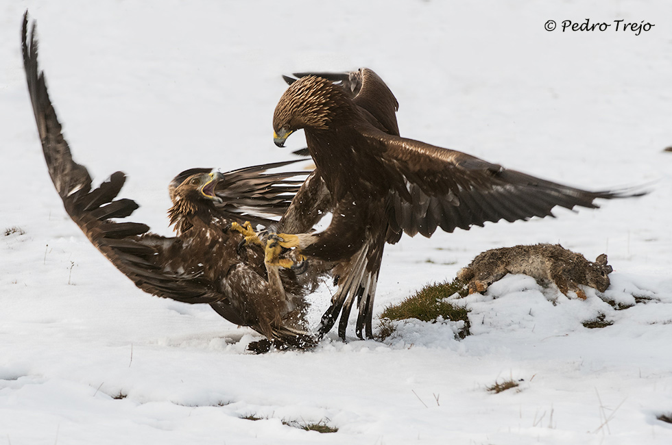 Pelea de Aguila reales 2